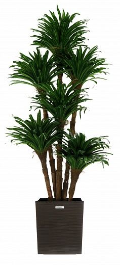 Dracaena david cachepot Dekollete Clasico 30