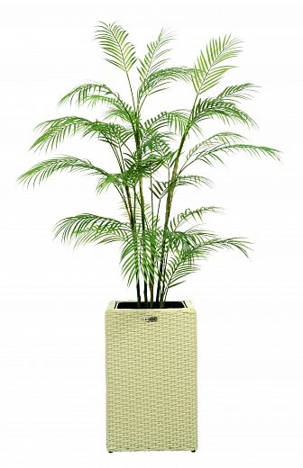 Elbay date palm cachepot Dekollete Rattan Cube 50