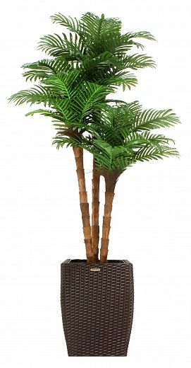 Date palm Atwood cachepot Dekollete Rattan Cube 32