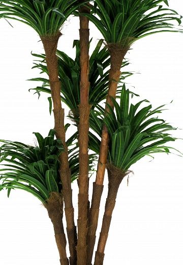 Dracaena David cachepot Dekollete Serso 46