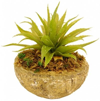 Agave Stone Gambit