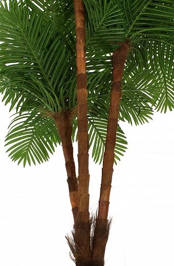 Date palm Tuli XL cachepot Dekollete Rattan Cube 39