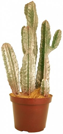 Tahoe Silver Cactus