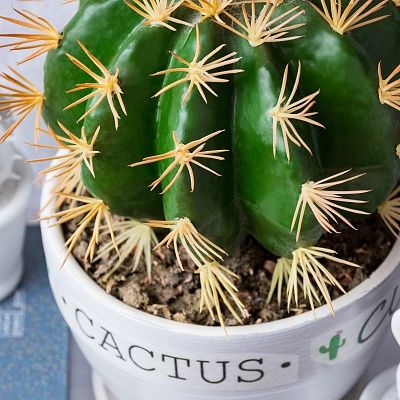 Cactus Tarro Cachepot Dekollete Cactus Club