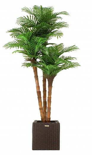 Date palm Atwood cachepot Dekollete Rattan Cube 32