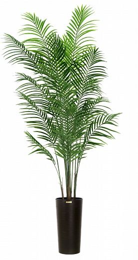 Date palm Carthage Cachepot Dekollete Cerso 46