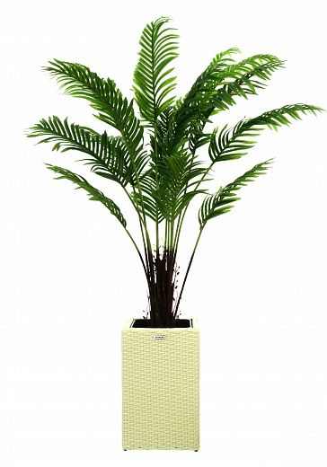 Date palm Bizerte cachepot Dekollete Rattan Cube 50 available for order 1 piece