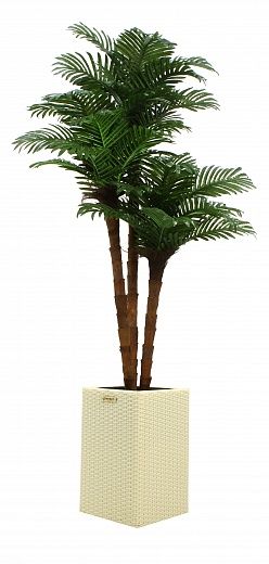 Date palm Atwood cachepot Dekollete Rattan Cube 50