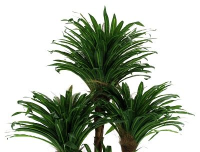 Dracaena David cachepot Dekollete Serso 46