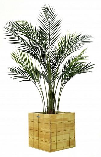 Date palm Kariba cachepot Dekollete Chess 30 color