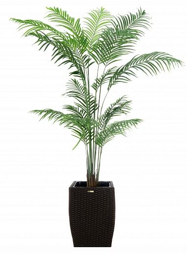 Date Palm Monastir 240 cachepot Dekollete Rattan Cube 39