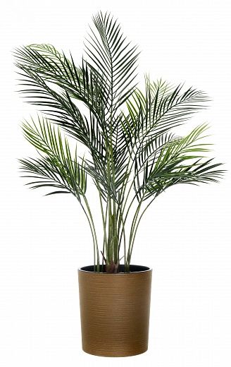 Date Palm Kariba Cachepot Dekollete Clasico 30 Eco