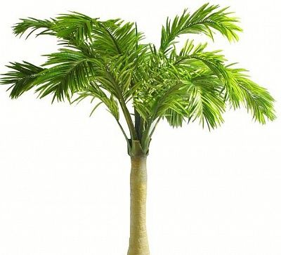 Barbary date palm