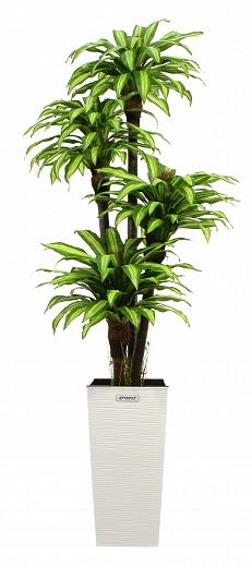 Dracaena Buscher Cachepot Dekollete Kuno 57