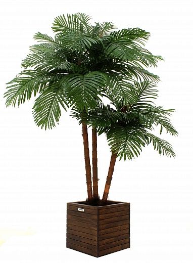 Date palm Tuli XL cachepot Dekollete Roca Cube 40