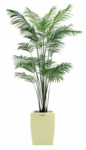 Date Palm Monastir 200 cachepot Dekollete Rattan Cone 50