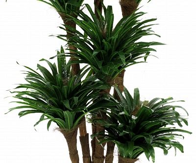 Dracaena David cachepot Dekollete Serso 46