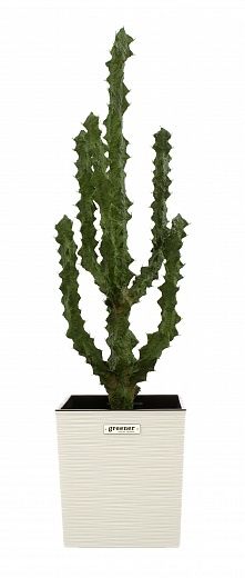 Cactus Ridge Cachepot Dekollete Clasico 30 available to order 1 piece