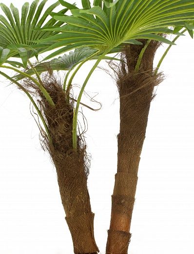 Washingtonia Karo Cachepot Dekollete Chess 30