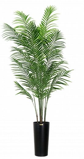 Date palm Carthage Cachepot Dekollete Cerso 46