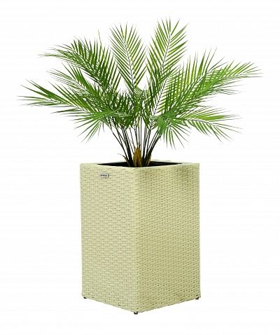 Palm Ayora Tres cachepot Dekollete Rattan Cube 50