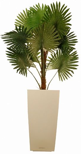 Washingtonia Tosli cachepot Dekollete Cubico