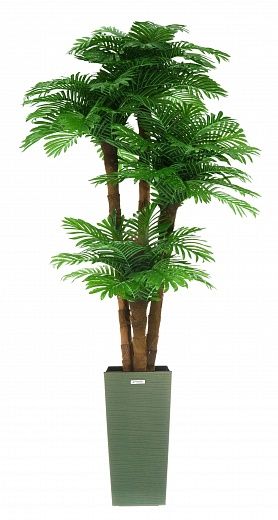 Date Palm Cherry Cachepot Dekollete Kuno 46 Eco