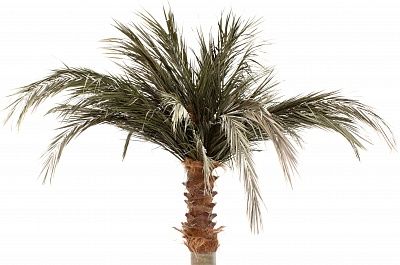 Townsville date palm available in order of 1 piece only