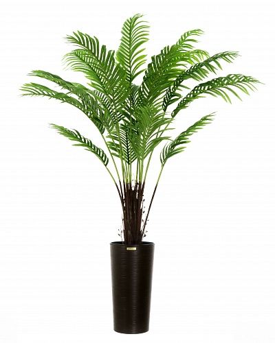 Date palm Bizerte cachepot Dekollete Serso 46 available to order 1 piece