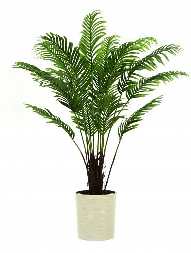 Date palm Bizerte cachepot Dekollete Clasico 30 Eco available to order 1 piece