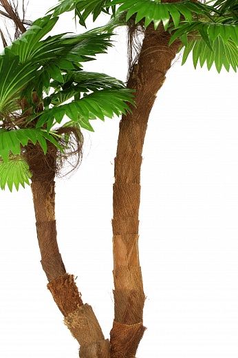 Palm Washingtonia Avassa cachepot Dekollete Clasico 30 Eco