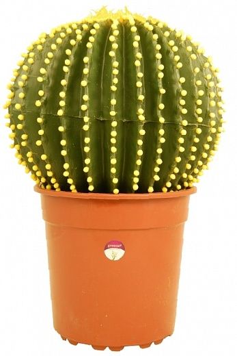 Cactus Mexico Nuevo available to order 1 piece