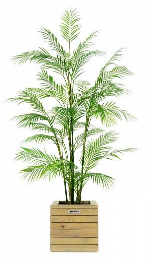 Elbay date palm 160 cachepot Dekollete Roca Cube 30