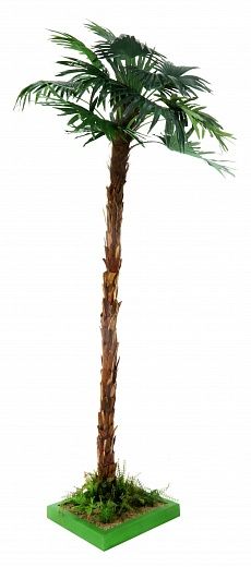 Palm Washingtonia Meknes available to order 1 piece