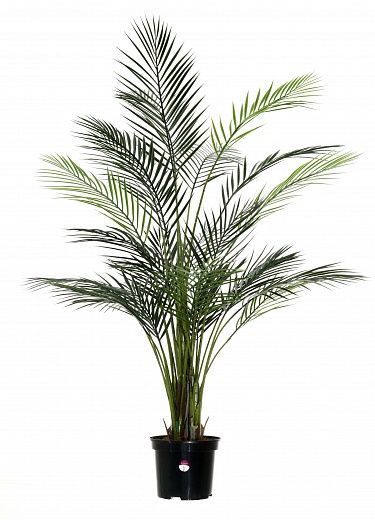 Date palm Kariba 150