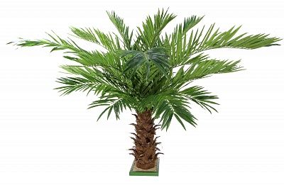 Date Palm Dover