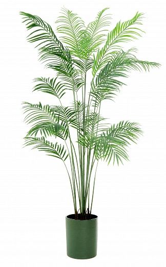 Date Palm Monastir 200 cachepot Dekollete Clasico 30 Eco