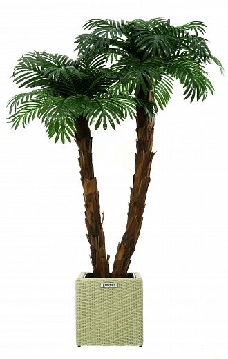 Palm Linara cachepot Dekollete Rattan Cube 32