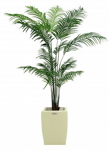 Date Palm Monastir 240 cachepot Dekollete Rattan Cube 39