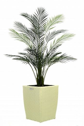 Date palm Kariba 150 cachepot Dekollete Rattan Cube 32