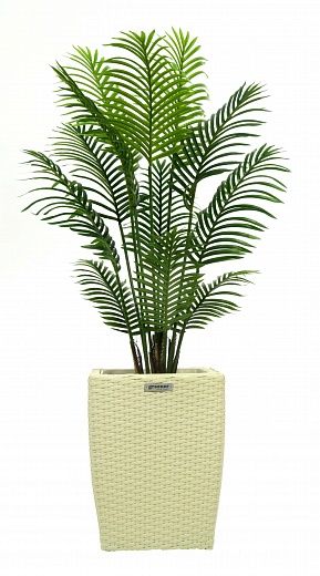 Date palm Madia cachepot Dekollete Rattan Cone 50