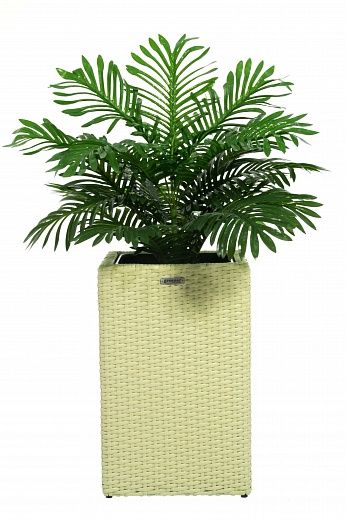 Date palm Baura cachepot Dekollete Rattan 50