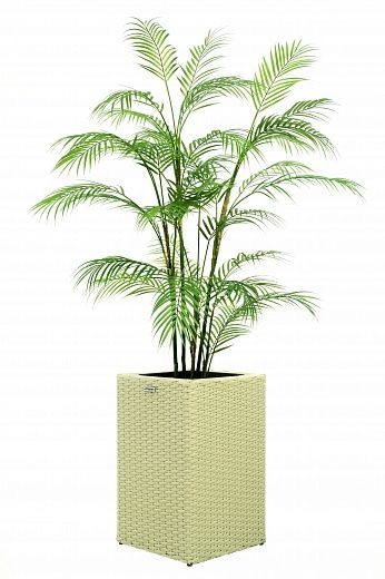 Elbay date palm cachepot Dekollete Rattan Cube 50