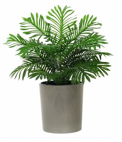 Date palm Baura cachepot Dekollete Clasico 30 Eco