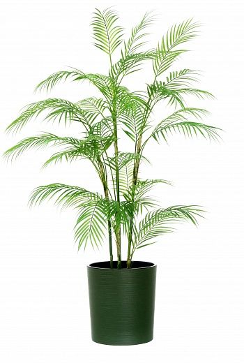 Elbay date palm cachepot Dekollete Clasico 30 Eco