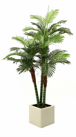 Date Palm Aragon Cachepot Dekollete Rattan 32