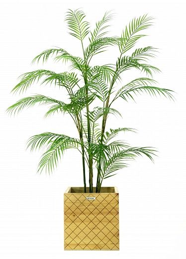 Elbay date palm cachepot Dekollete Gurido 30