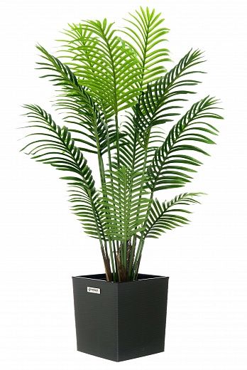 Madia date palm cachepot Dekollete Clasico 30