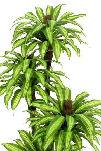 Dracaena Buscher Cachepot Dekollete Gurido 30 color