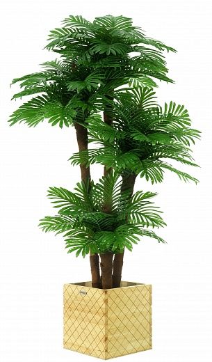 Date palm Cherry cachepot Dekollete Gurido 30